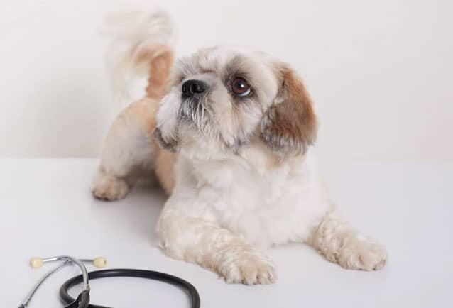 raça de cachorro pequeno e peludo pequinês