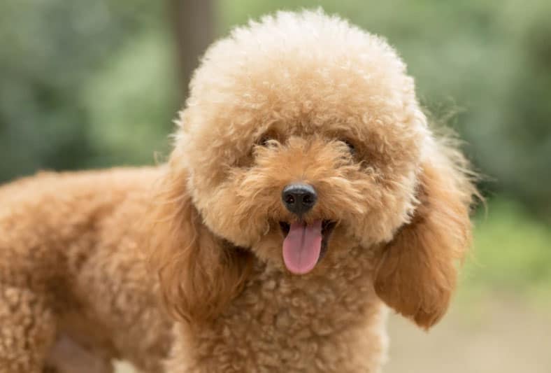 poodle toy