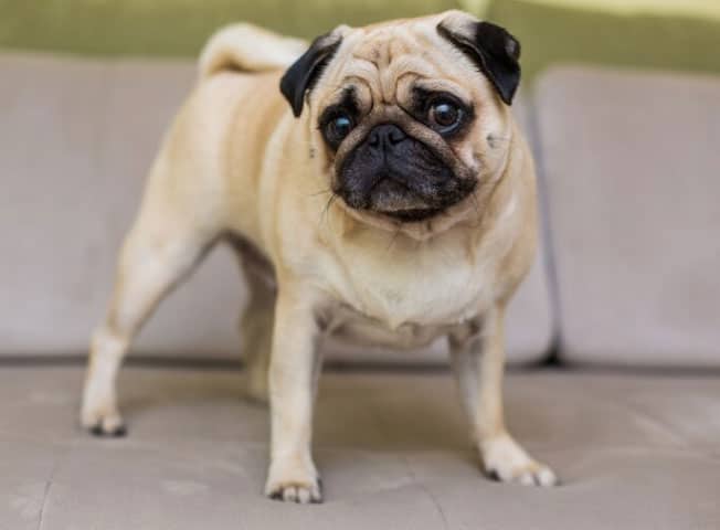 pug