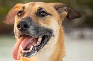 Se o cão tiver os olhos inchados, o que fazer? 1 cão com a língua de fora