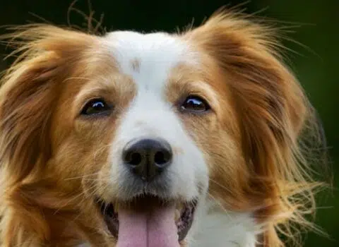 remela no olho do cachorro pode ser verme