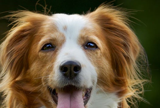 remela no olho do cachorro pode ser verme
