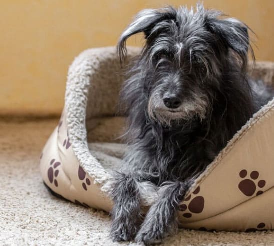 raças de cachorros mais engraçadas