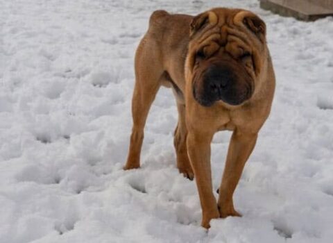 sharpei