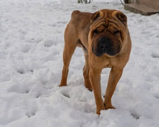 infecção do pênis do cão
