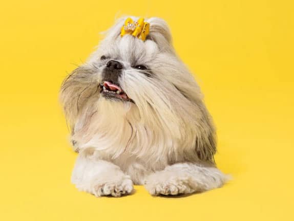 raça de cachorro pequeno e peludo shih tzu