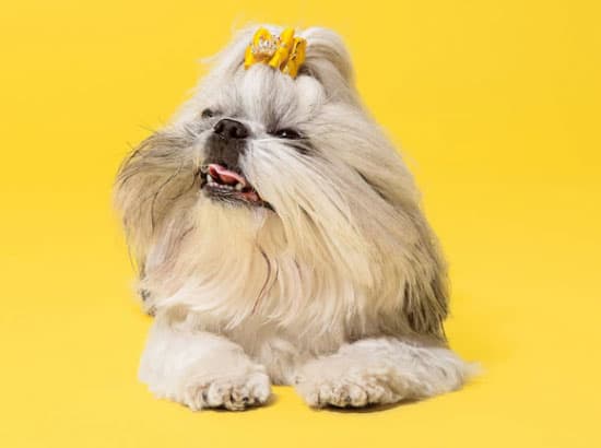 shih tzu