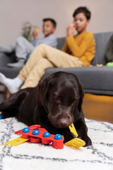 Tapete enriquecimento ambiental - O que é, para que serve? 1 cachorro brincando no tapete