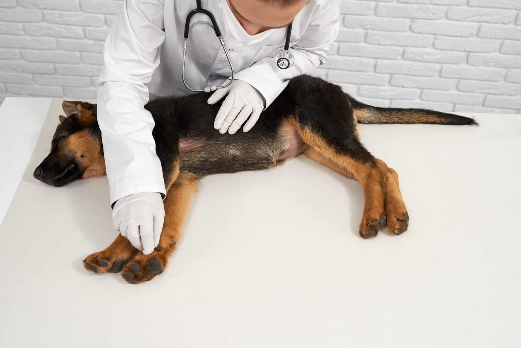 cão no veterinário