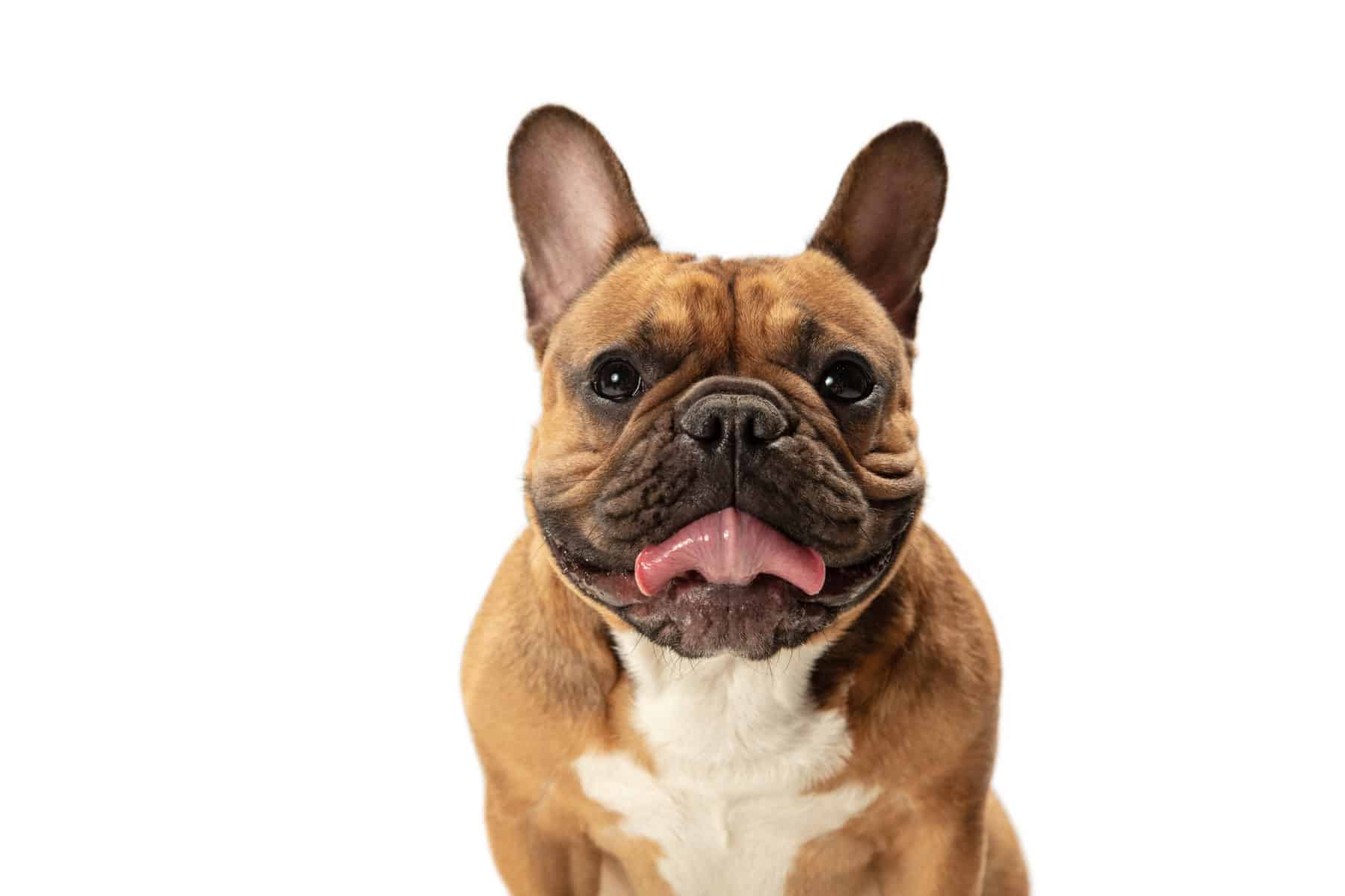 Young brown French Bulldog playing isolated on white studio background