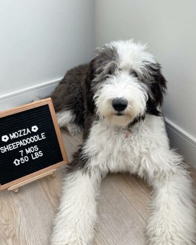 Sheepadoodle