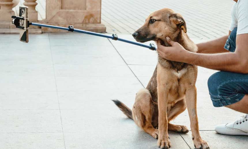Ideias para Instagram de cachorro