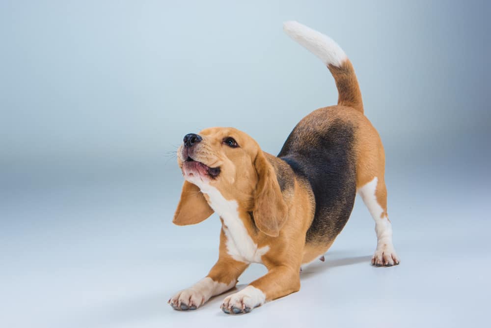 Como recompensar os cães corretamente 1 medo de cachorro