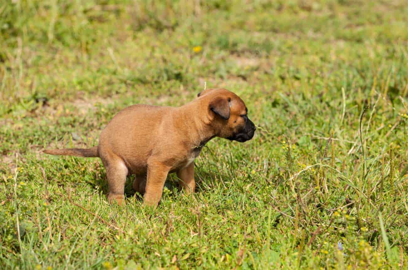 Diarreia constante no cachorro