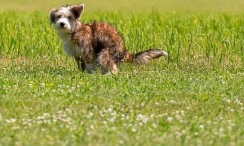 Fezes de cachorro com giardia