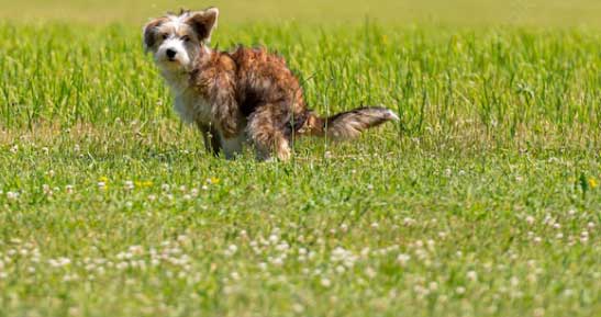Fezes de cachorro com giardia