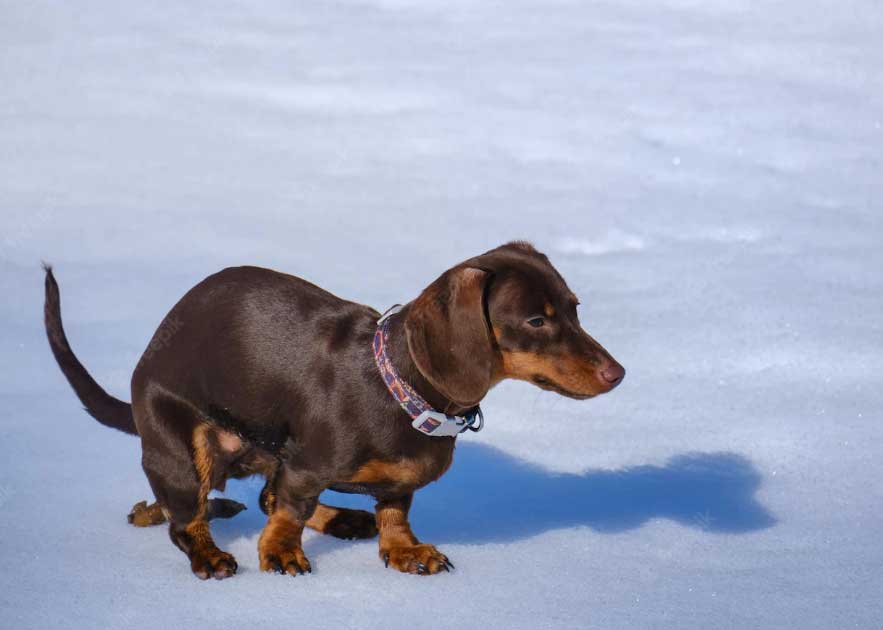 cachorro fezes gelatinosas com sangue