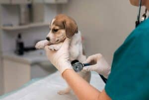 Cão no veterinário - Foto: Freepik