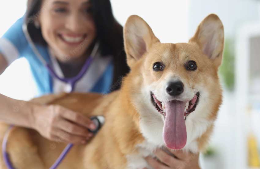 cachorro está com metástase