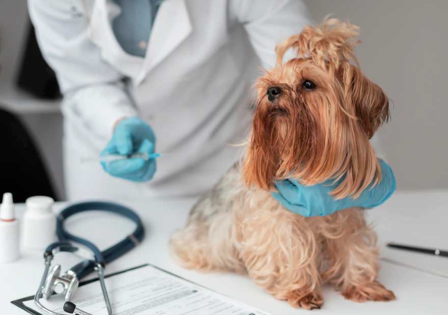 Cachorro tossindo como se estivesse engasgado - O que pode ser? 2 cão tossindo