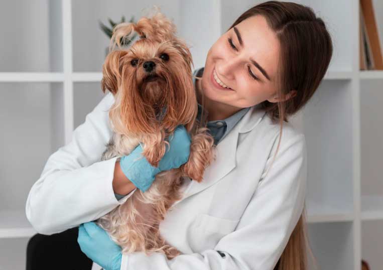 cachorro tossindo como se estivesse no veterinário