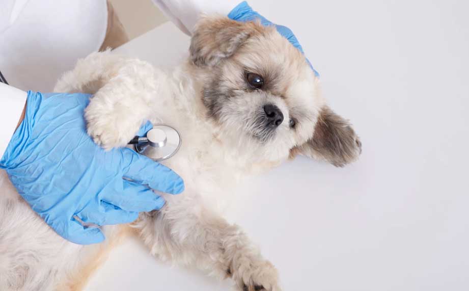 Cachorro tossindo como se estivesse engasgado - O que pode ser? 5 cachorro sendo examinado