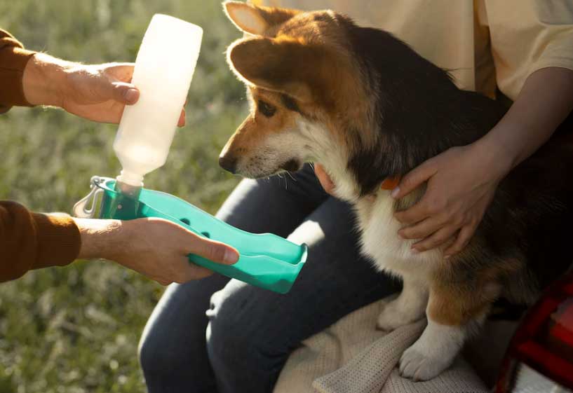 cão bebendo água