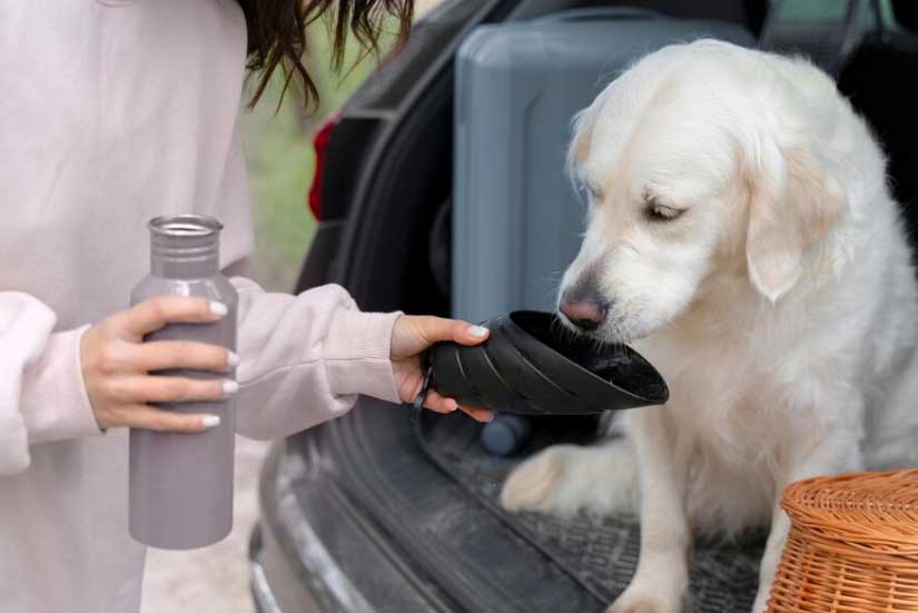 cão bebendo água