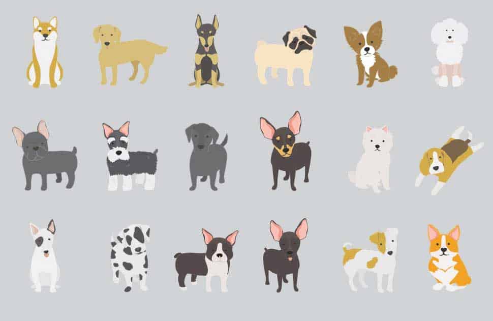 dicas para comprar um dog