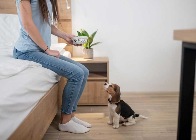Cães e humanos: as 6 regras do líder da matilha 4 Dicas para o cachorro fazer as necessidades no lugar certo