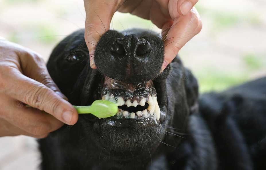 Rosto inchado em cães