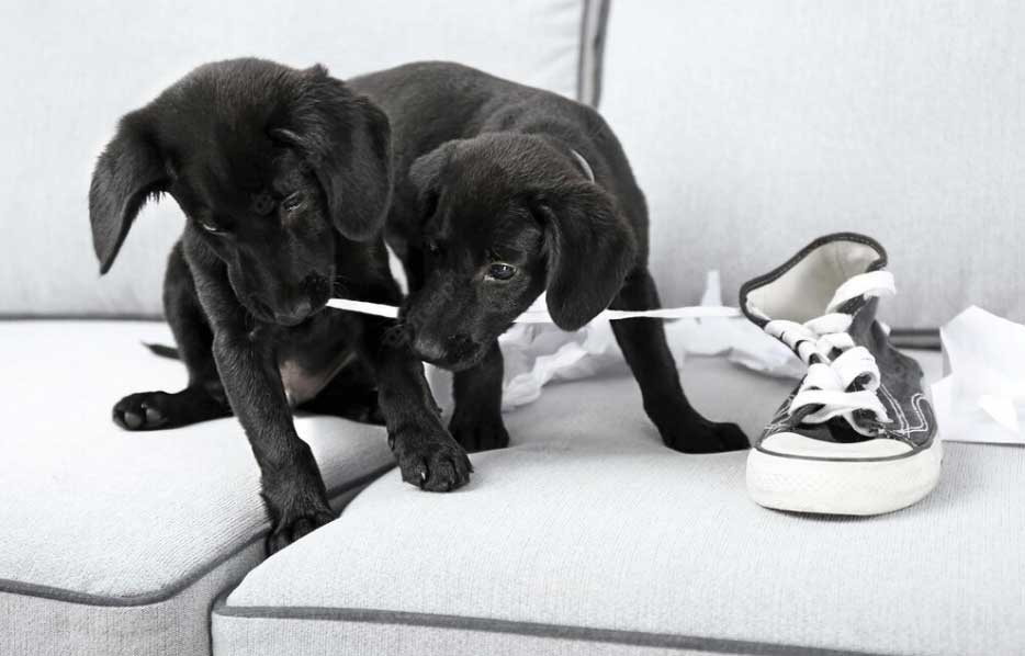 cães roendo tênis