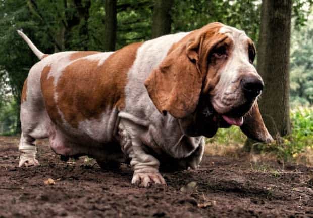 cachorro com orelha grande basset hound