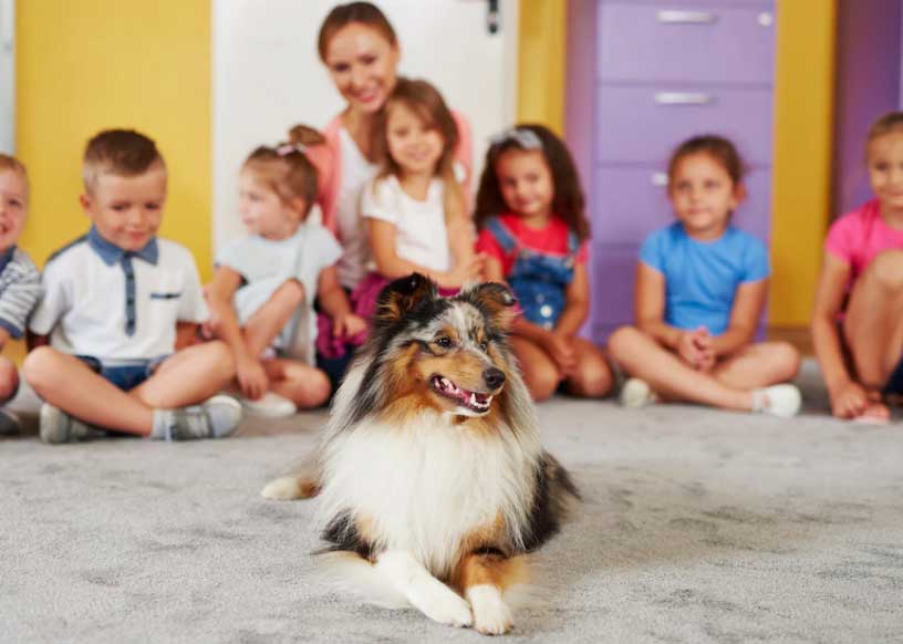cachorro pastor de shetland