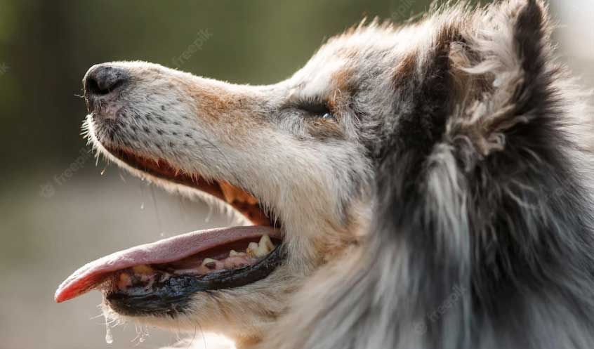 cão de boca aberta