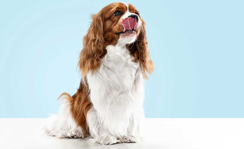 cavalier king charles spaniel