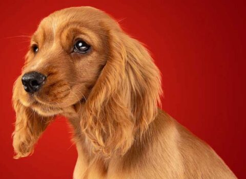 cocker spaniel
