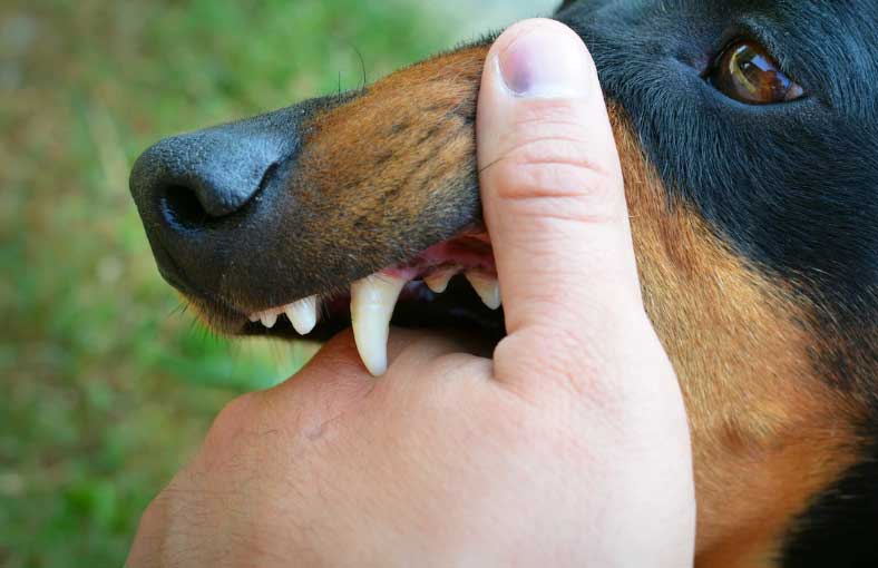 dentição canina