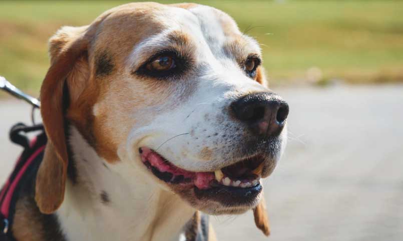 Dente de cachorro caiu