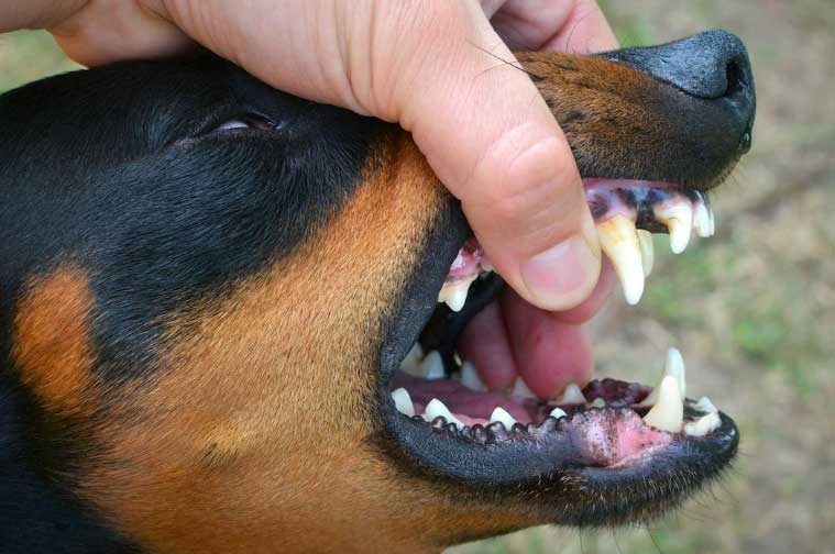 dentição canina
