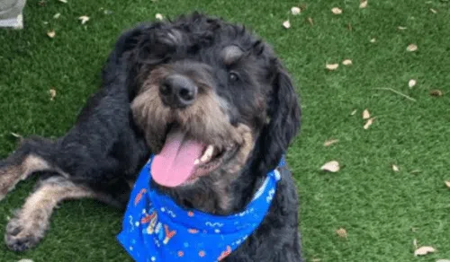 Mistura de Rottweiler e Poodle