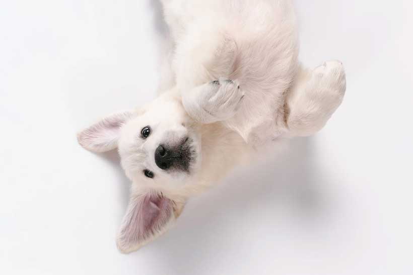 Nome para cachorro machinho - 100 ideias e dicas de como escolher um bom nome! 2 Nome para cachorro machinho