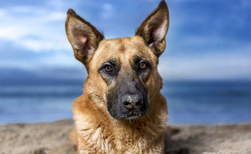  cachorro com orelha grande pastor alemão