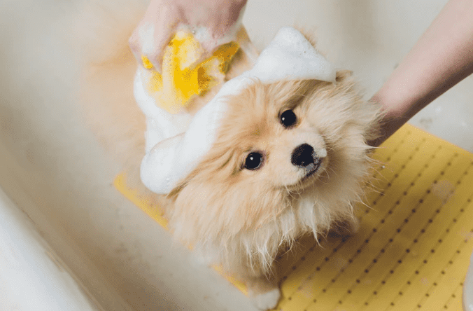 tosa de cães em casa