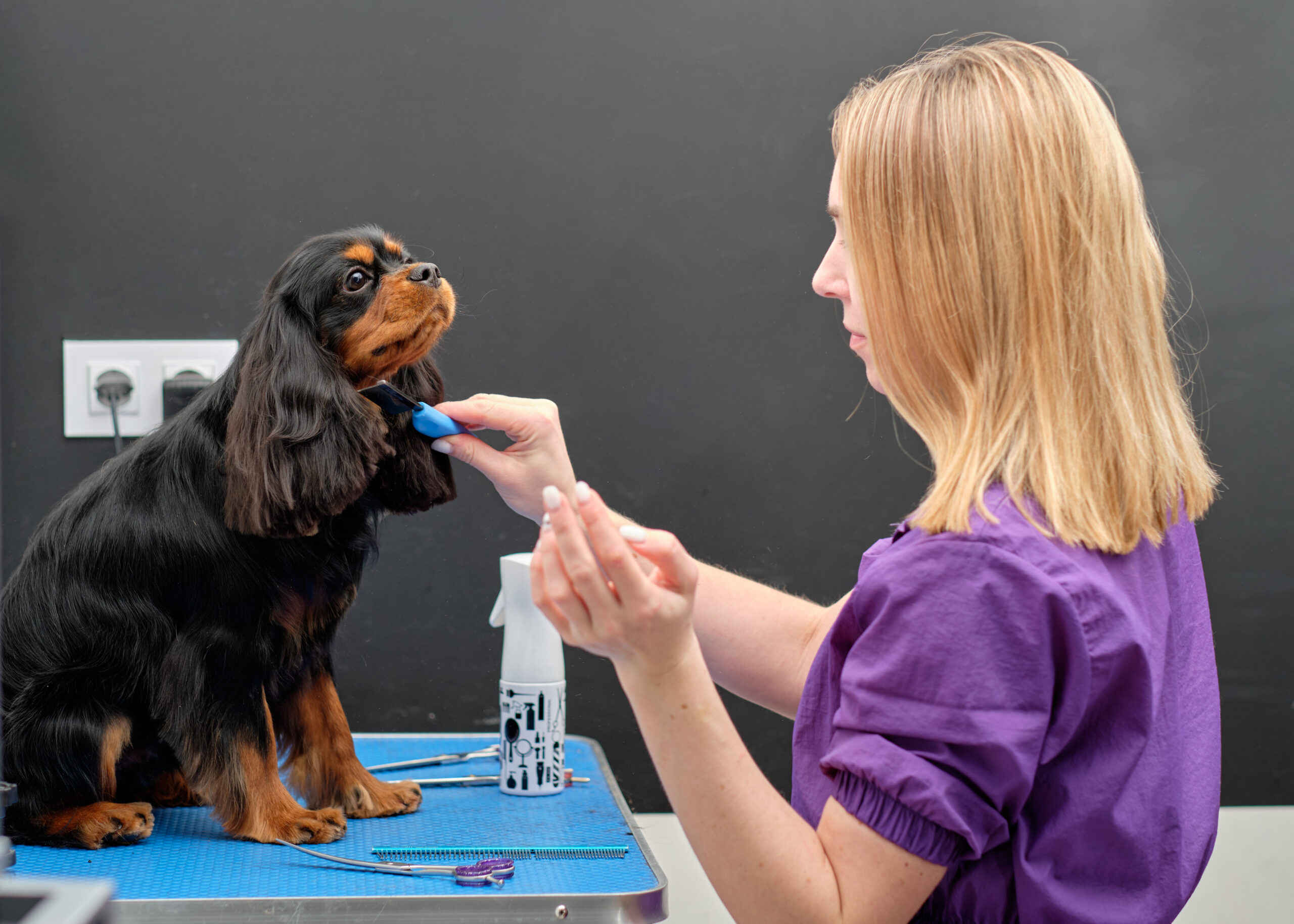 A dog grooming specialist combs a spaniel on the table