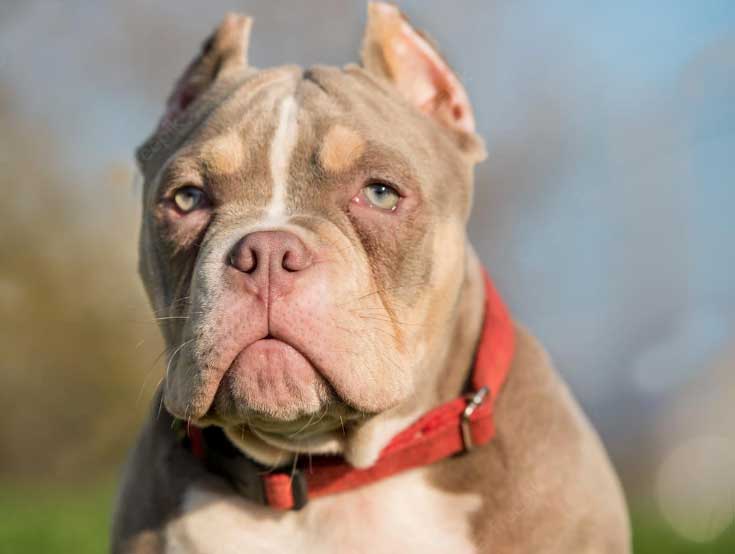 cachorro american bully