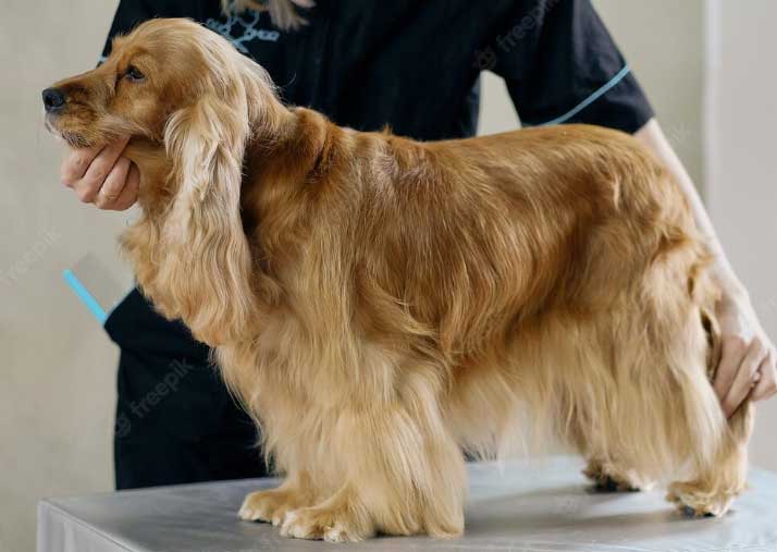 cachorro cocker spaniel