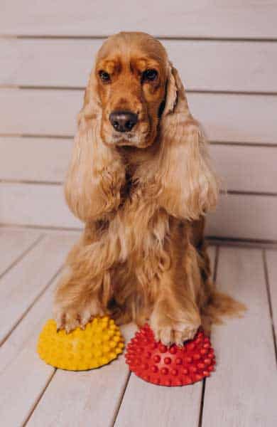 Cachorro Cocker Spaniel - Esse dog é pra você? 1 cachorro cocker spaniel