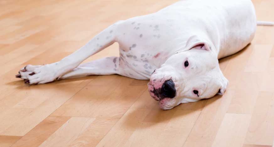 cão deitado no chão