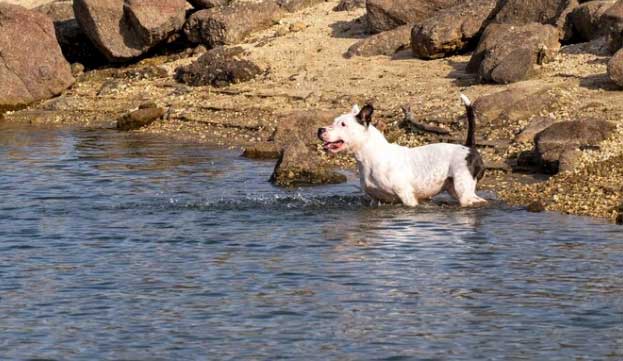 cão entrando na água